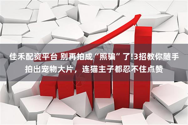 佳禾配资平台 别再拍成“照骗”了!3招教你随手拍出宠物大片，连猫主子都忍不住点赞